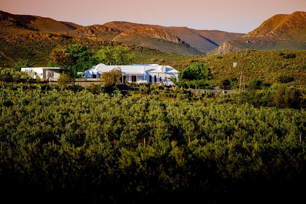 Vrisch Gewagt Boutique Self-Catering Olive Farm Guest House Prince Albert Eksteriør bilde